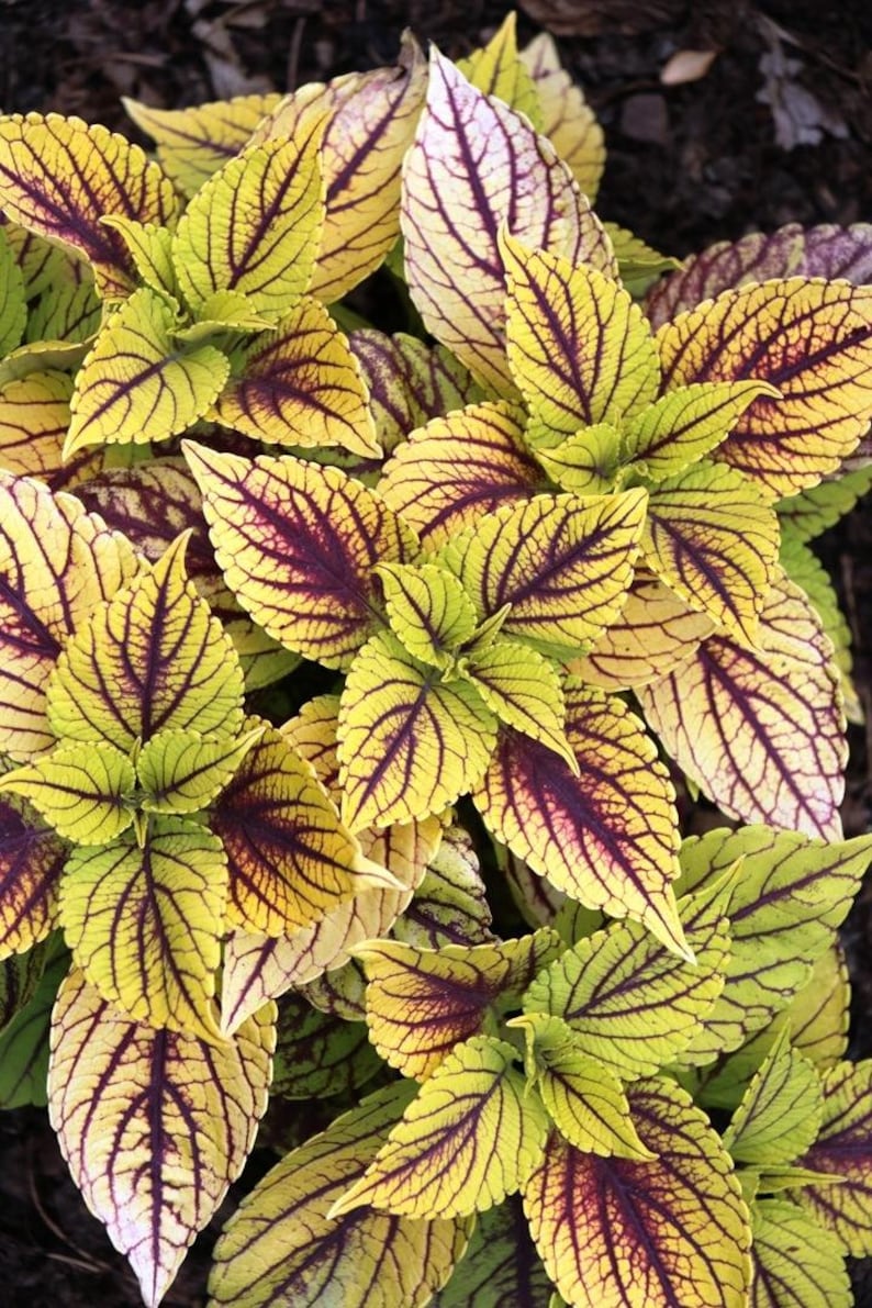 Gays Delight Coleus Houseplants Live in Pot indoor 2.5 x 4 Starter Plants Rare Fast Growing Plants Modern Home Decor Gift image 2