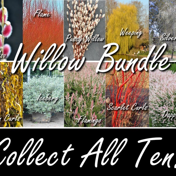 ULTIMATE WILLOW Cuttings Bundle salix Flame, Mt Aso, Scarlet Curls, Flamingo, Dappled, Golden Curls, Weeping Niobe, Gray Pussy Willow n more