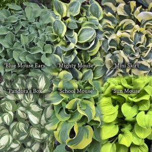 May include: A collection of hosta plants with various leaf colors and patterns. The image includes varieties labeled 'Blue Mouse Ears', 'Mighty Mouse', 'Mini Skirt', 'Pandora's Box', 'School Mouse', and 'Sun Mouse'. The leaves range from blue-green to yellow-green.