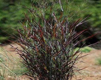 Hot Rod Grass Black Panicum Red Switch Perennial Ornamental 1 Live Plant Clumping Fast Growing Plants Zones 4-10