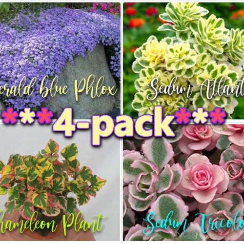 Ground Cover 4 Pack MIX Chameleon, Atlantis, Tricolor Sedum, Emerald Blue Creeping Phlox Plant Flowers Periwinkle Live Plants Landscape