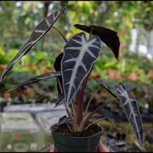 Alocasia Bambino Black Green with Large Silver Green Veining Houseplants Live Plant in Pot Indoor House Plants