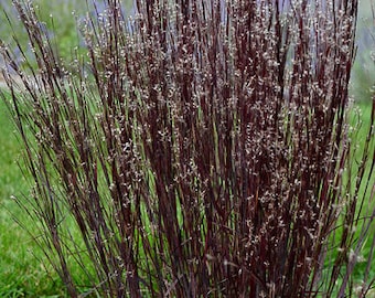 BLACKHAWKS Grass Big Bluestem Perennial Ornamental 1 Live Plant Clumping Fast Growing Plants