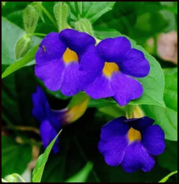 LAST STOCK SALE - Blue Glory Black Eyed Susan Vine Live Plants