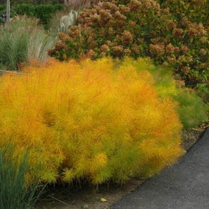 Butterscotch Threadleaf Amsonia hubrichtii BlueStar Blue Flowers Live Plant Shrubs Bush Yellow FALL Color Perennial Landscaping Plants image 3