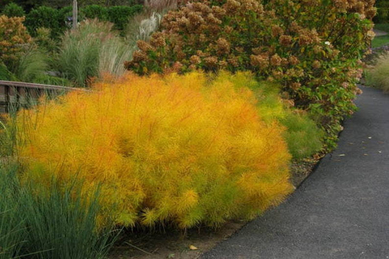 Butterscotch Threadleaf Amsonia hubrichtii BlueStar Blue Flowers Live Plant Shrubs Bush Yellow FALL Color Perennial Landscaping Plants image 3