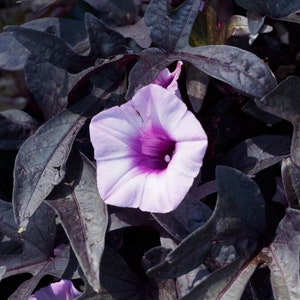 Black Sweet Potato Vine Live Plants