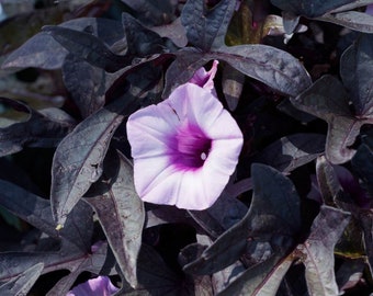 Black Sweet Potato Vine Live Plants