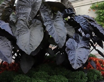 SUPER SALE Black Elephant Ears Colocasia Hawaiian Black Coral Live Plants