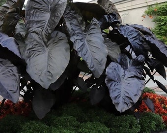 Black Elephant Ears Colocasia Hawaiian Black Coral Live Plants