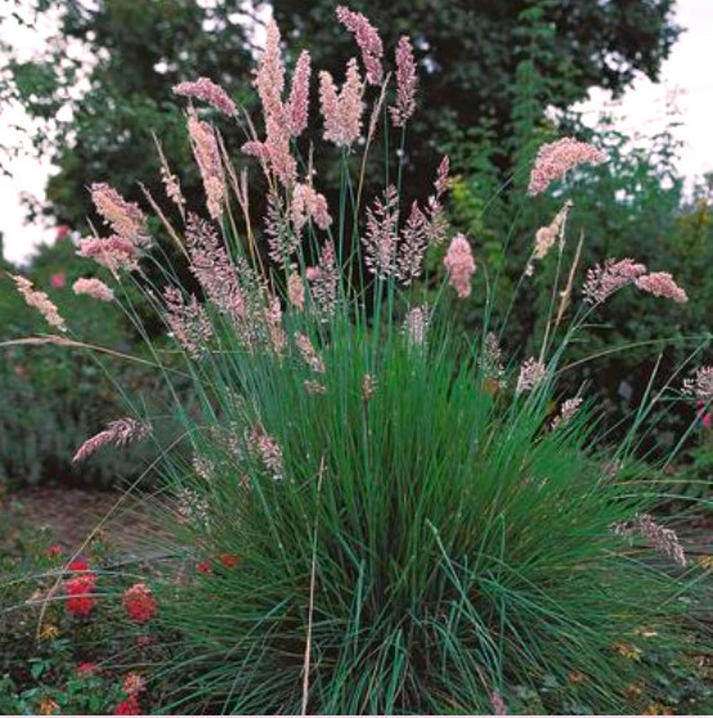 Puede incluir: Un grupo de hierba ornamental con hojas largas, delgadas y verdes y cabezuelas de flores rosadas plumosas.