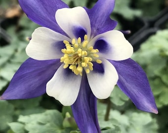 Deep Blue and White Columbine Perennial Plants Zones 4-9 Vigorous Live Plant Flowers