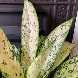 May include: A close-up of a houseplant with large, variegated leaves. The leaves are a mix of green and white, with a speckled pattern. The plant is in front of a dark brown, ornate fireplace.