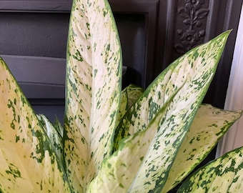 Dieffenbachia Maculata Cool Beauty, 6 Pot - Etsy