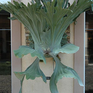May include: A large, green staghorn fern mounted on a wall. The fern has long, frond-like leaves that are curled and spread out.