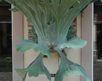 SPECIAL SALE - Staghorn Fern Plant Live in Pot Perfect Gift House Plant ppp Low Light Indoor Plants
