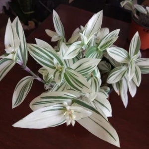 White Tradescantia Stripe albiflora variegata Houseplants Live Plant in Pot indoor 2.5 x 4 in Pot Rare Fast Growing Plants Look at ship time