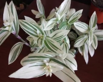 White Tradescantia Stripe albiflora variegata Houseplants Live Plant in Pot indoor 2.5 x 4 in Pot Rare Fast Growing Plants Look at ship time
