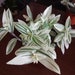 see more listings in the House Plant section