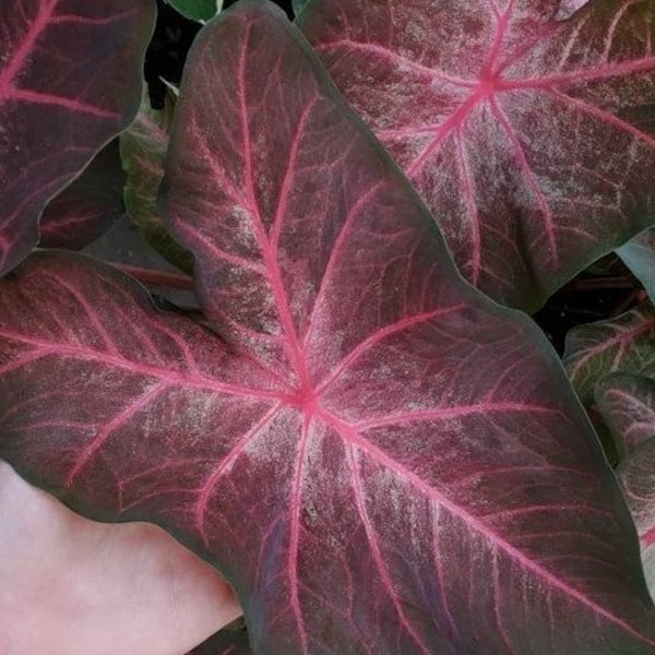 Berries and Burgundy Black Caladium Plant Houseplants Live Plants Bulbs or 2.5" x 4" Inch Pot Pink Small Starter Fast Growing Plants