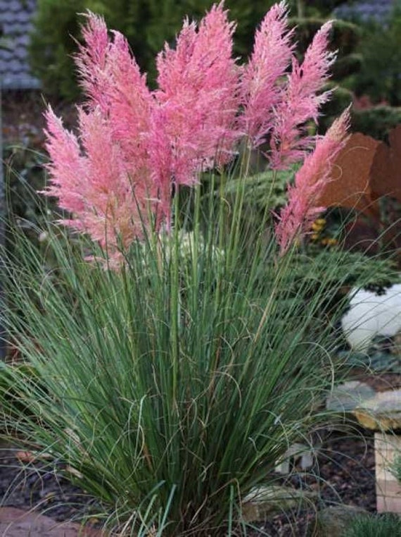 PINK Pampas Grass Perennial Ornamental 1 Live Plant Fast Growing Plants  SALE 