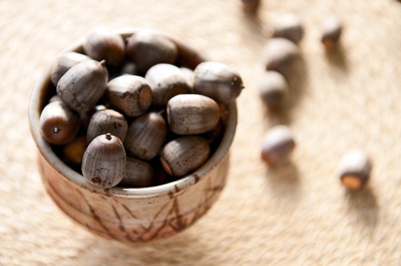 acorn tree seeds acorn tree seeds
