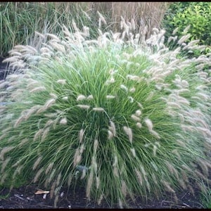 Little Bunny Fountain Grass White Plumes Perennial Ornamental 1 Live Plant Clumping