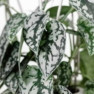 Pothos Spotted Silver Houseplants Live Plant in Pot indoor small starter USA Seller RARE Fast Growing Plants for Home Decor