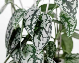 Pothos Spotted Silver Houseplants Live Plant in Pot indoor small starter USA Seller RARE Fast Growing Plants for Home Decor