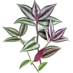 Wandering Jew Tradescantia Burgundy 5 Cuttings Wandering Jew Tradescantia Burgundy 5 Cuttings