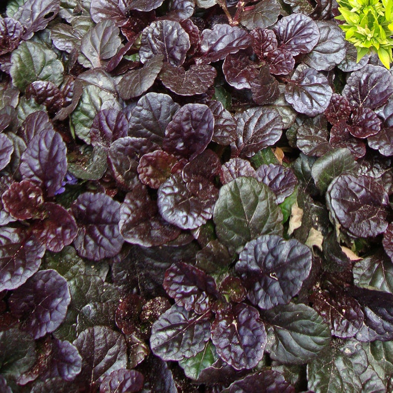 Black Scallops Ajuga Live Plant Dark Color Blue Flowers Ground Cover Perennial zone 3-9 USA Seller image 7