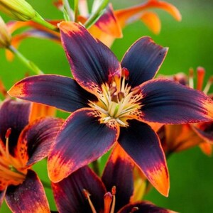 Forever Susan Asiatic Lily Live Plant Potted Bulbs Perennial Flowers Live Plant Rare