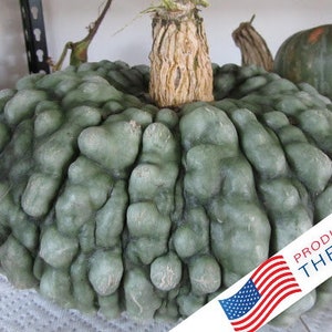 Bubbly Marina De Chioggia Pumpkin Seeds Gourd Non GMO Heirloom Vegetable for planting Fancy Decor (RARE)