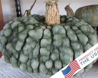 May include: A green, bumpy, gourd-shaped squash with a brown stem. The squash has a textured surface with many small bumps. The squash is sitting on a white surface. The text "PRODUCT OF THE USA" is visible in the lower right corner of the image.