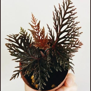 Begonia Fern Leaf bipinnatifida Houseplants Live Plant in Pot indoor small starter 2.5 x 4 inch Rare Plants image 3