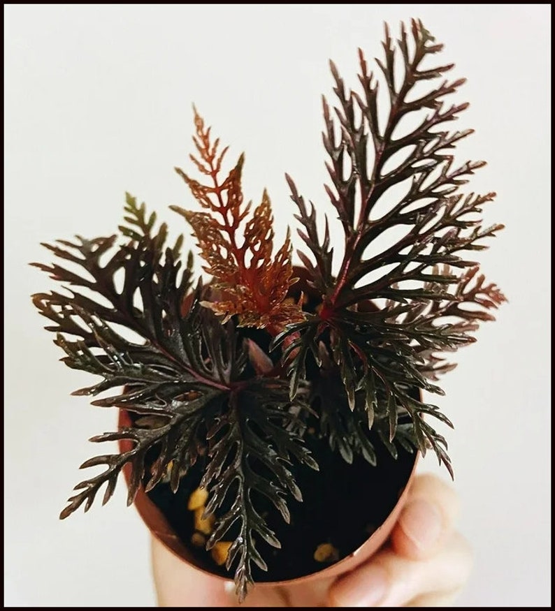 Begonia Fern Leaf bipinnatifida Houseplants Live Plant in Pot indoor small starter 2.5 x 4 inch Rare Plants image 3