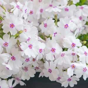 Amazing Grace Creeping Phlox White Flowers Periwinkle Ground Cover Live Plant