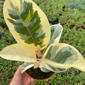 SPRING SALE - Tineke White Variegated Rubber Tree Ficus elastica variegated 'Tineke' ppp pink plant Fast Growing Trees - House Plants