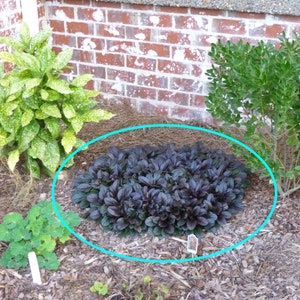 Black Scallops Ajuga Live Plant Dark Color Blue Flowers Ground Cover Perennial zone 3-9 USA Seller image 3