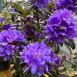 3 Cuttings Starry Night Rhododendron Plant Perennials Fast Growing Plants Shrubs Bushes Bild 1