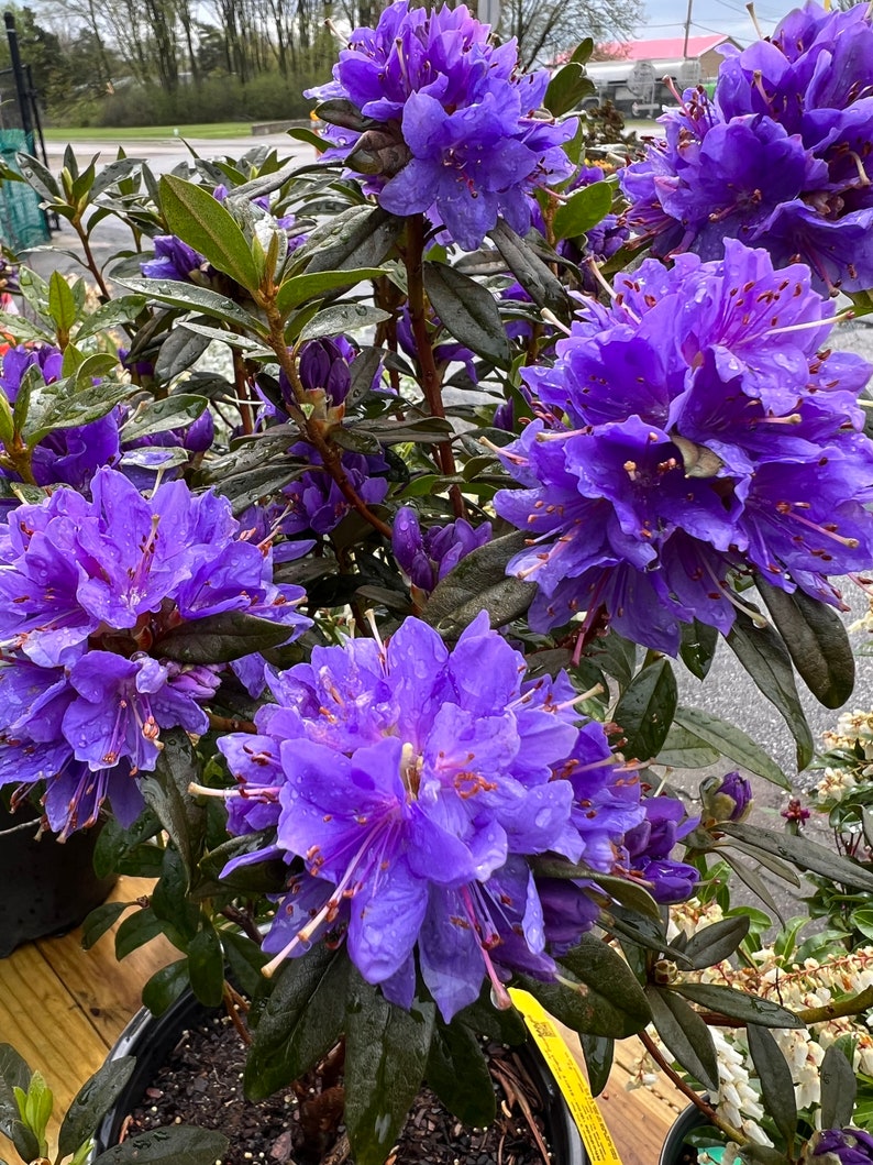 3 Cuttings Starry Night Rhododendron Plant Perennials Fast Growing Plants Shrubs Bushes Bild 1