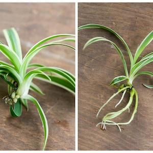 May include: Two images of spider plant cuttings with long, slender green and white striped leaves. One cutting shows the plant's roots. The cuttings are on a wooden surface, showcasing the plant's natural beauty.