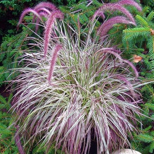 May include: A clump of ornamental grass with long, thin, variegated leaves in shades of green and white. The grass has pink feathery plumes.