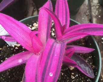 SUPER SALE - 9 HousePlants Collection Tradescantia Cuttings Lot of 9 Different Types Mystery Box House plant Live Plants
