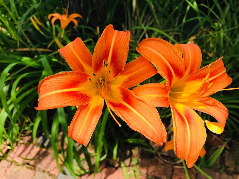 FIVE 5 Orange Daylily Original Tiger Lilies aka Ditch Lilies | Etsy