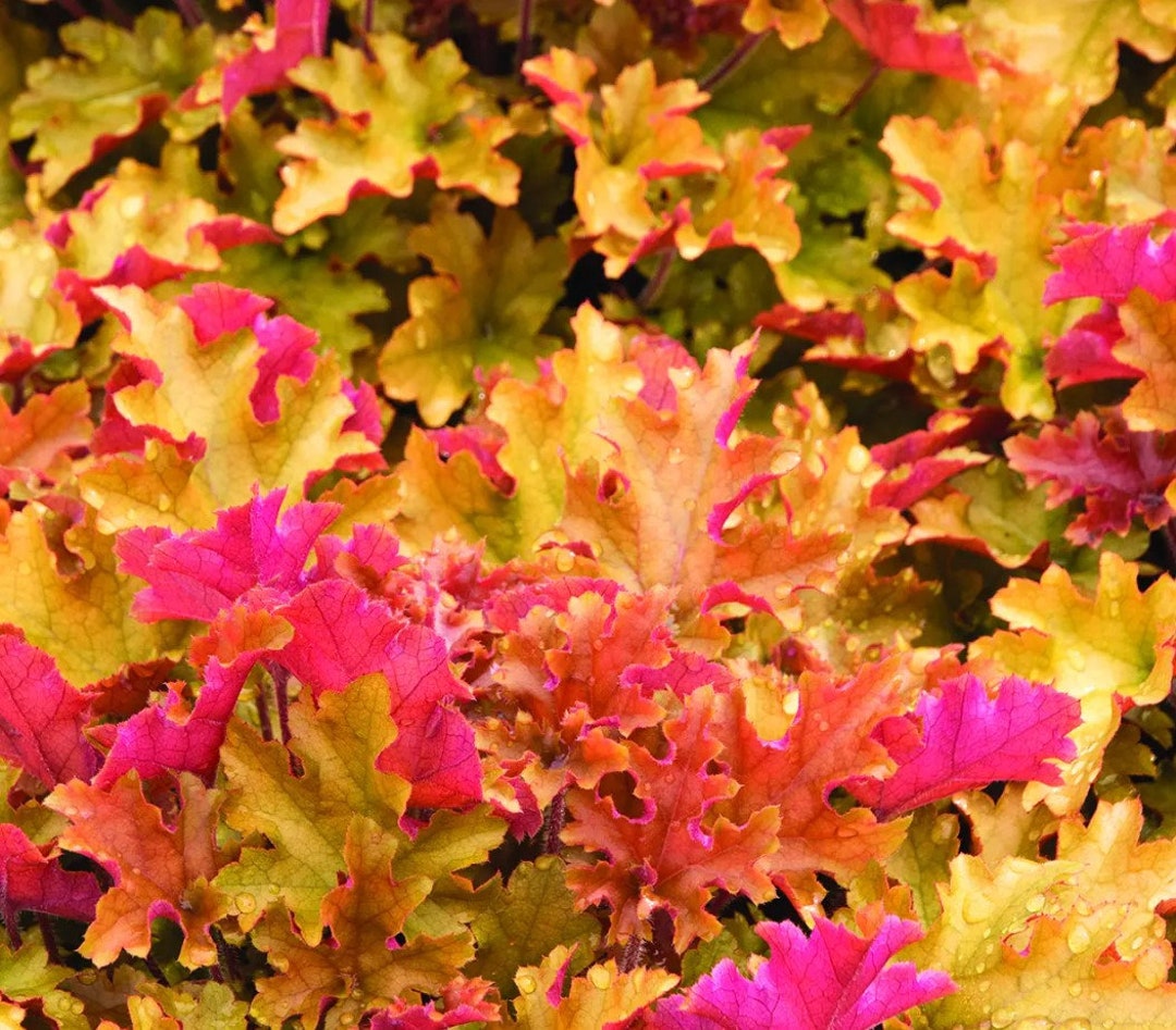 Marmalade Heuchera Flowers Perennial Plants Live Plant Summer Spring