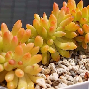 Cuttings Ultimate Rainbow Ground Cover Stonecrop Sedum Pack MIX Live Plants Landscape Plant Cuttings Bundle Easy to Root in Water image 2