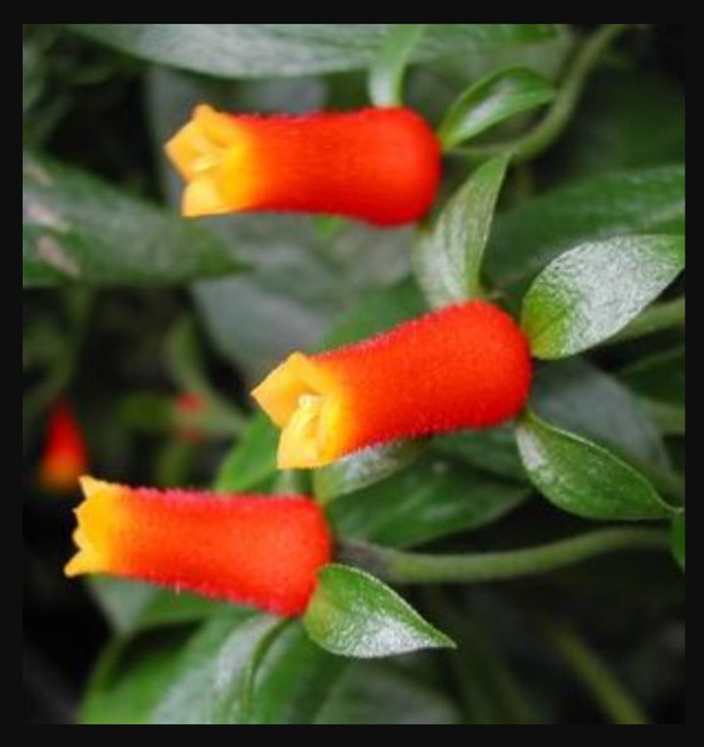 Candy Corn Vine Live Plants Manettia Bicolor Orange and Yellow Flowers House Plant image 2