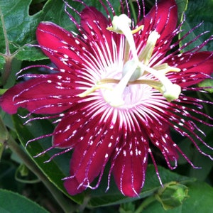May include: Close-up of a passion flower with deep red petals and white accents. The flower's center features white and yellow stamens, surrounded by green leaves. The flower's delicate, fringed petals radiate outwards.