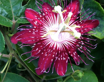 Red Passion Flower Lady Margaret Trumpet Vine Flower Live Plant STARTER PLANTS in small pot 2.5" x 4" in plants in pots Hummingbird Flowers